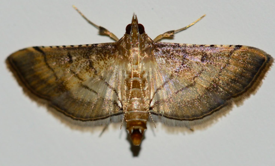 продуктовая моль в доме пищевая моль в квартире