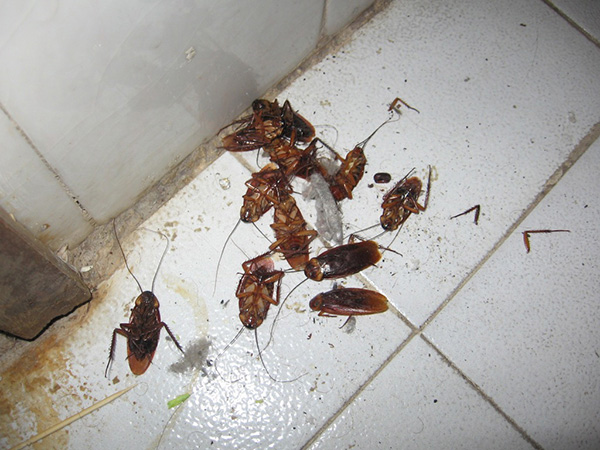 Погибшие усачи Отравленные тараканы